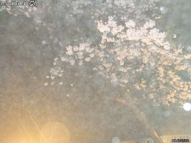 賞櫻花