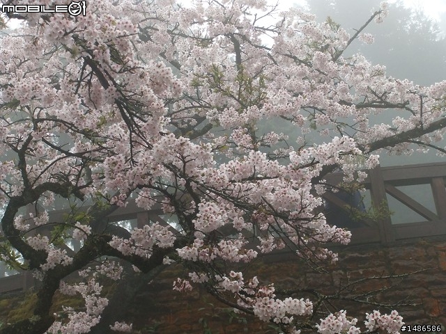 賞櫻花