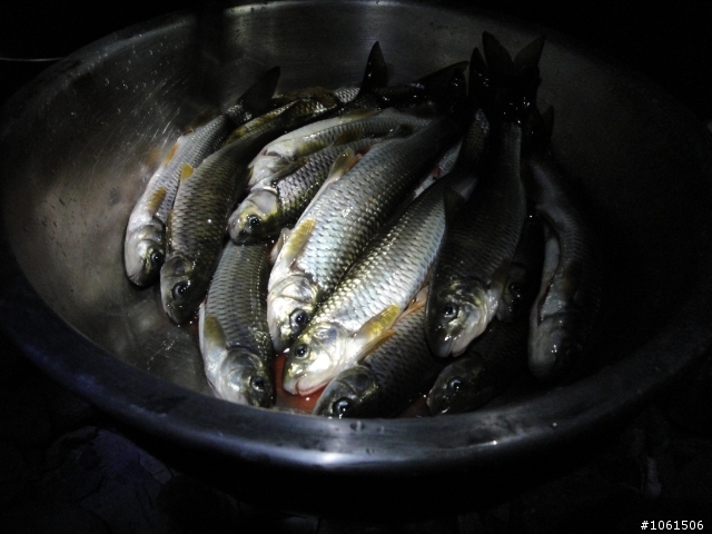 野溪泡湯兼釣苦花