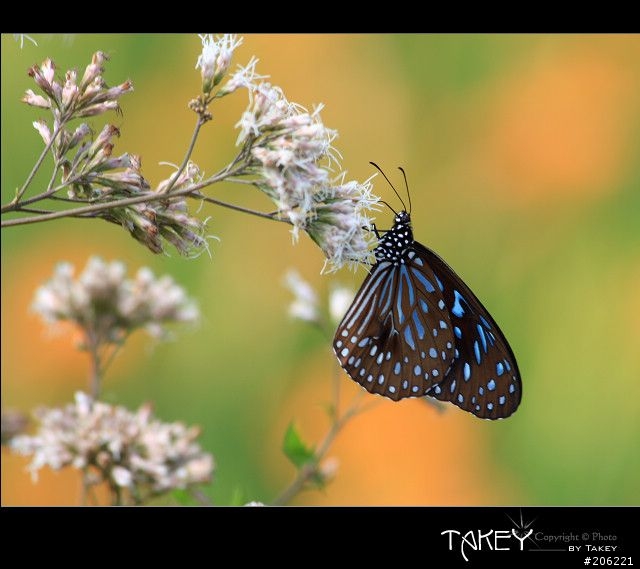 [介紹]輕便的花鳥生態鏡-小小黑(70-300mm IS USM)