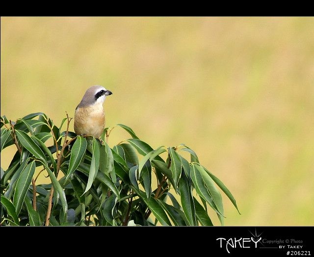 [介紹]輕便的花鳥生態鏡-小小黑(70-300mm IS USM)