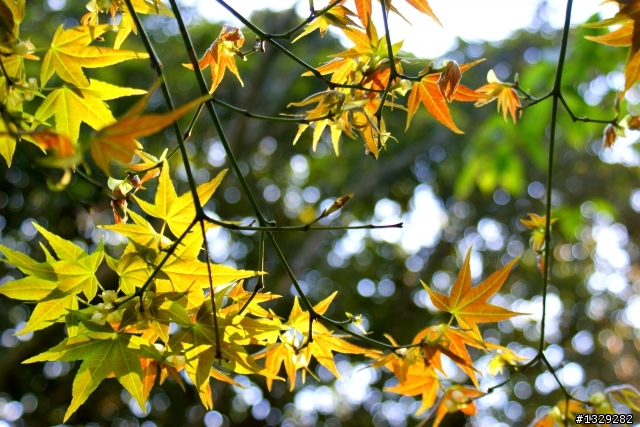 陽明山花卉試驗中心（圖多）
