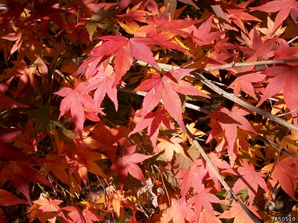 T8680 HD 隨手拍 - (二) 楓紅篇