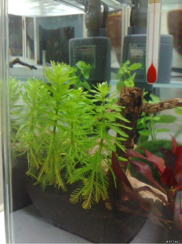 [請益]  水草變黃..