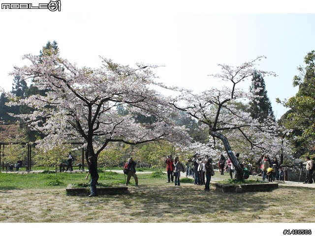 賞櫻花