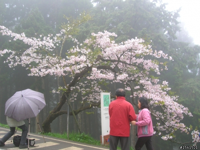2011-0326阿里山霧中獨騎