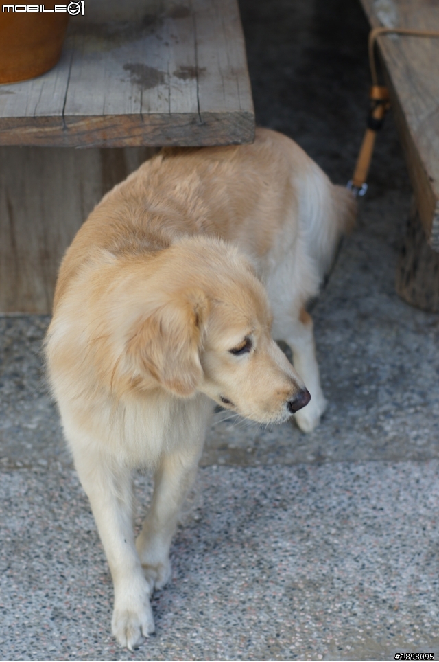 單眼新手之A33遲到的開箱文