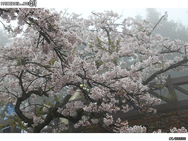 賞櫻花