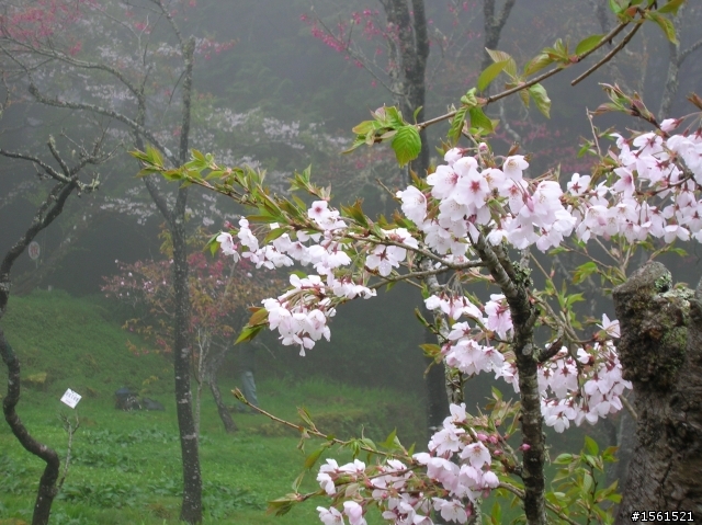 2011-0326阿里山霧中獨騎