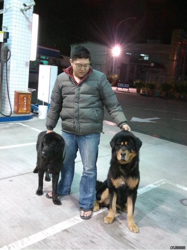 可愛的兩頭獒犬~~