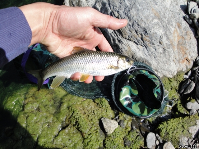 野溪泡湯兼釣苦花