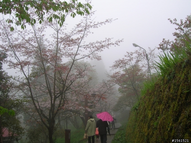 2011-0326阿里山霧中獨騎