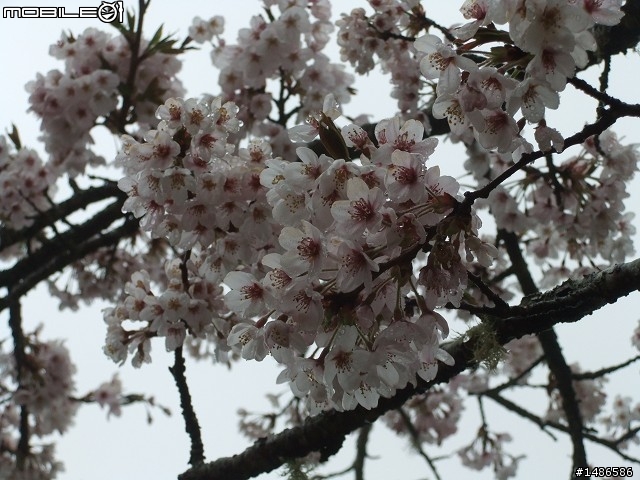 賞櫻花