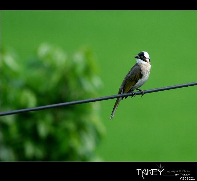 [介紹]輕便的花鳥生態鏡-小小黑(70-300mm IS USM)