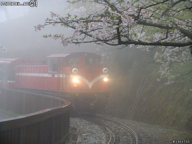 賞櫻花