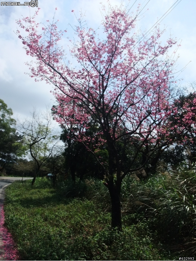 20110305_假日何處去? 內湖五指山櫻花行