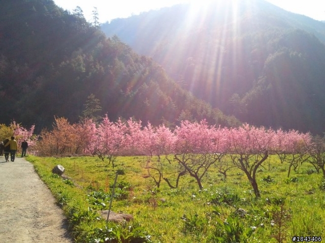 2011年3月4&5日單騎武陵農場賞櫻花