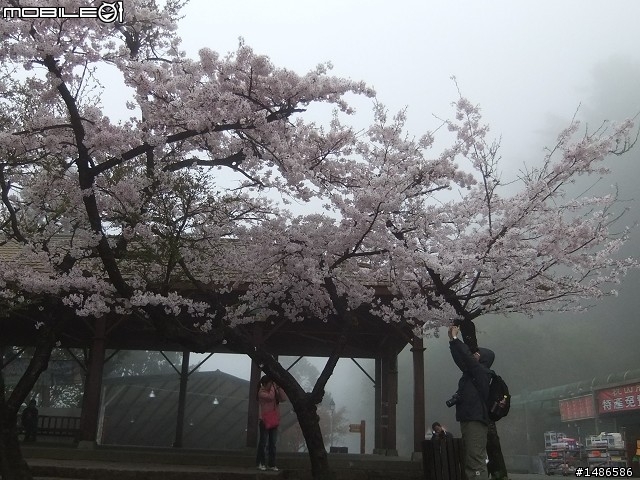 賞櫻花