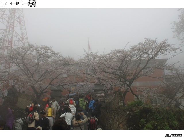 賞櫻花