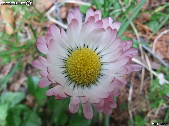 賞櫻花