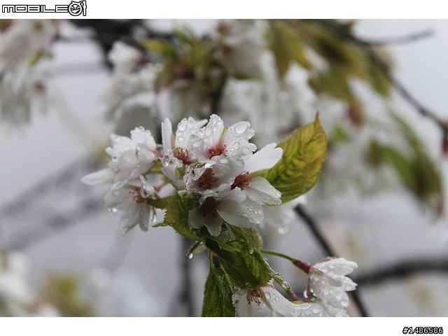 賞櫻花