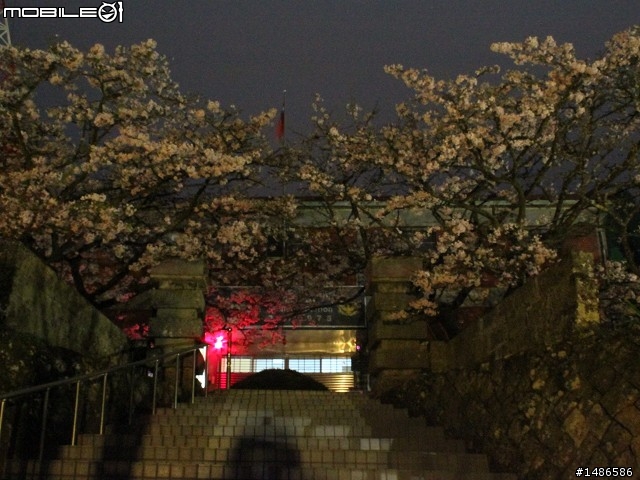 賞櫻花