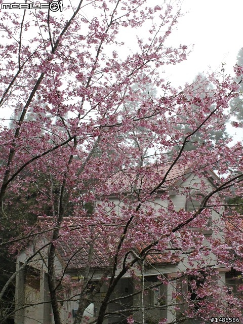 賞櫻花