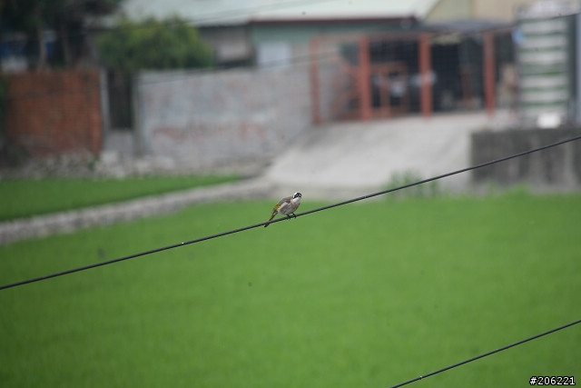 [介紹]輕便的花鳥生態鏡-小小黑(70-300mm IS USM)