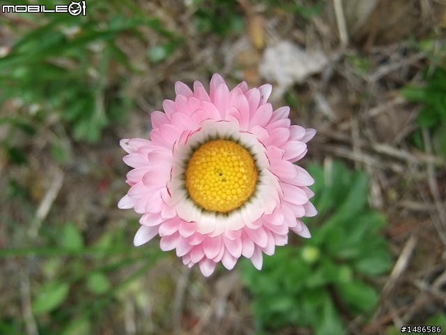 賞櫻花