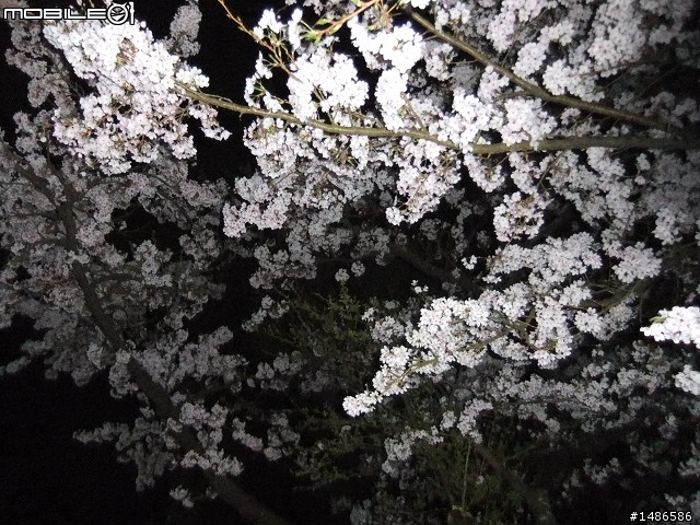 賞櫻花