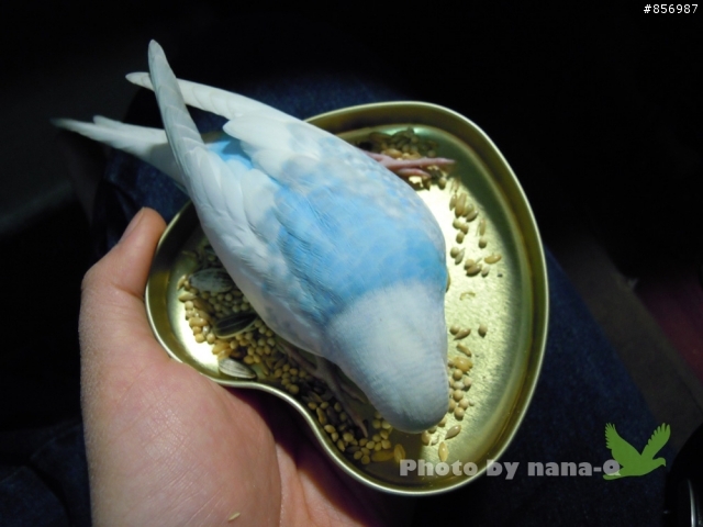 【拾獲、送養】0305二樓陽台飛來一隻虎皮(阿蘇兒)鸚鵡--已送養