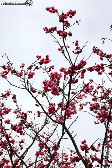 550D + Sigma18-50 F2.8 照片