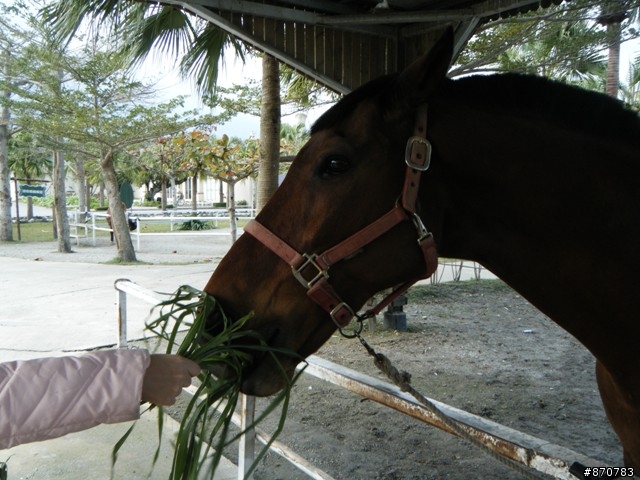 2011 理想大地 樂在應許
