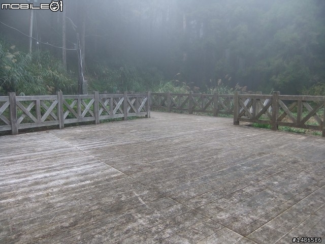 賞櫻花