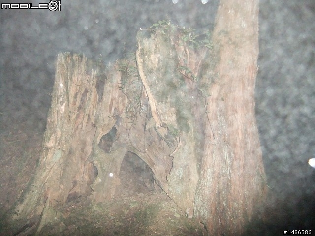 賞櫻花
