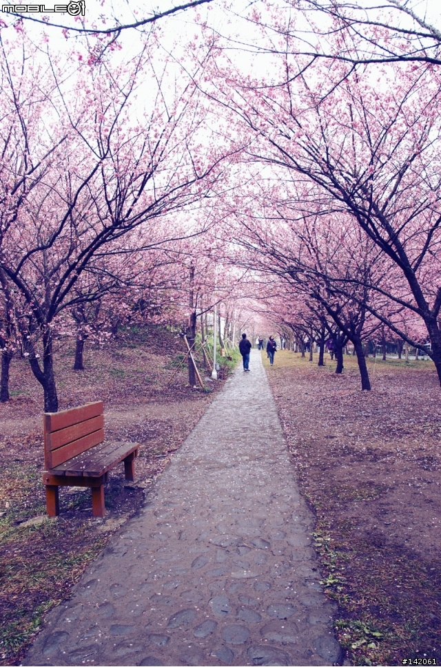 3/4更新完結~追隨p妹的腳步其實只有一小步並不是p妹的一大步及泥土與雨水淬煉的小紅.... 2/24當天來回~武陵農場與櫻花的對話