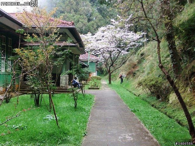 賞櫻花