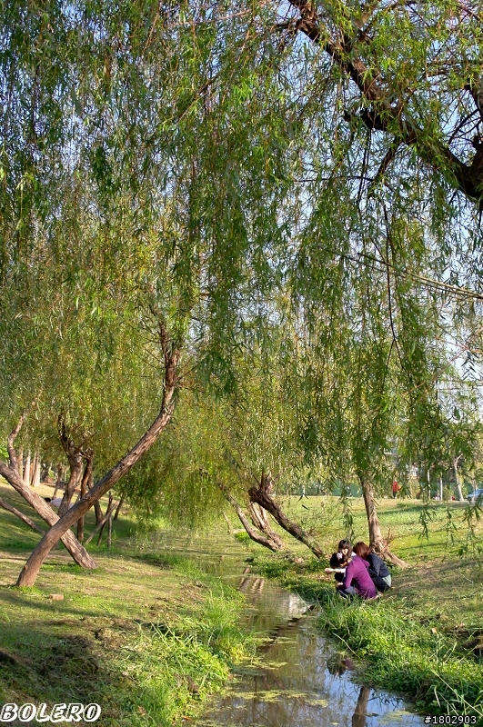 [分享]台南公園羊蹄甲盛開中