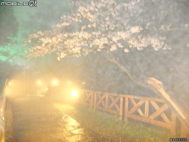賞櫻花