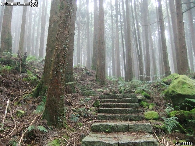 賞櫻花