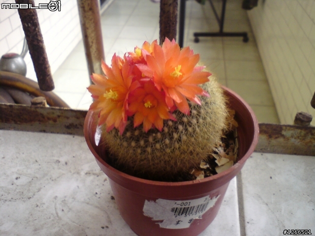 小小仙人掌開花囉!
