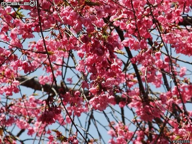 賞櫻花