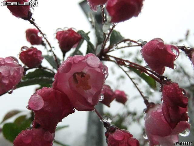 賞櫻花