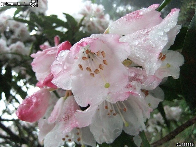 賞櫻花