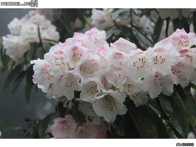 賞櫻花
