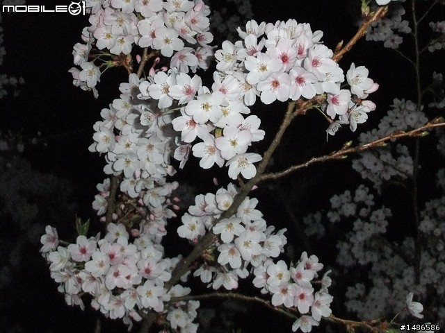 賞櫻花