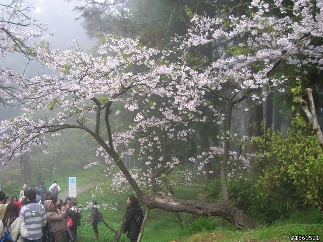 2011-0326阿里山霧中獨騎