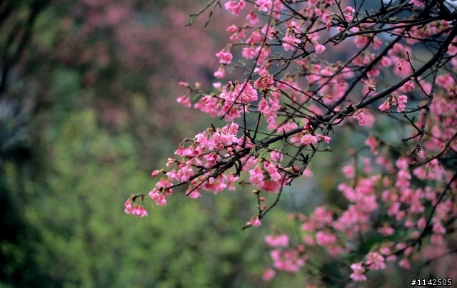 [分享] 第一卷正片 EOS 30 + AGFA Precisa CT 100