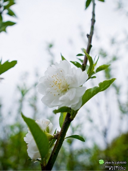 [景點分享] 木柵貓空杏花林賞花行