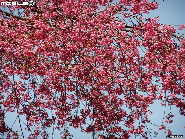 賞櫻花